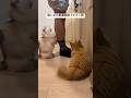 【相葉雅紀似？！】独身一人暮らし25歳男と子猫達の会話。#マンチカン #ミヌエット #子猫