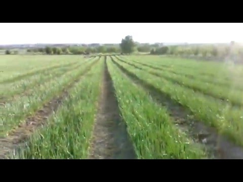 ხახვი წვეთოვან სისტემაზე რუისში