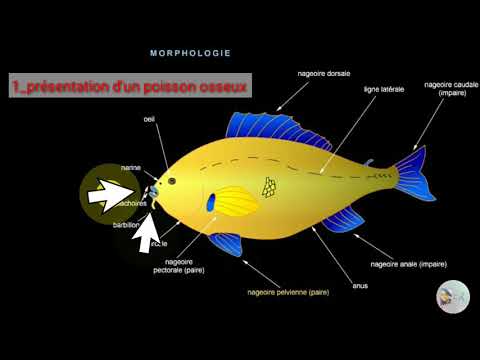 Les poissons:الأسماك (définition-rôle-aspects-bienfaits-classification-vocabulaire