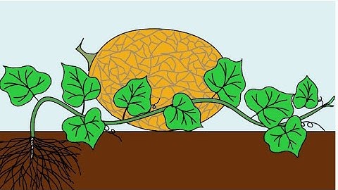Quá trình phát triển của cây Dưa Lưới | Life Cycle of a Melon Plant | Hand Drawn Animation