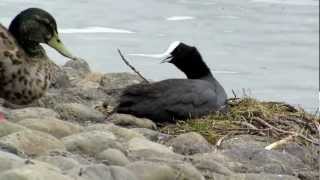 coot-defending-its-nest-canada-geese-ducks-and-sparrow