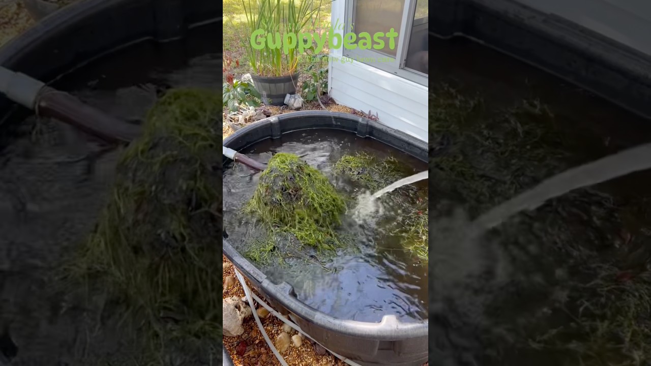 Mandatory factory reset on the guppy machine #guppy  #aquarium