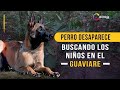 El perro del Ejército desaparecido en la selva durante la búsqueda de los niños en el Guaviare