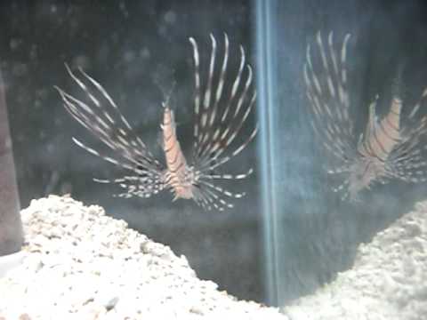 my lion fish in