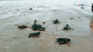 BR-VT nỗ lực bảo tồn và phát triển đa dạng sinh học | BRTgo