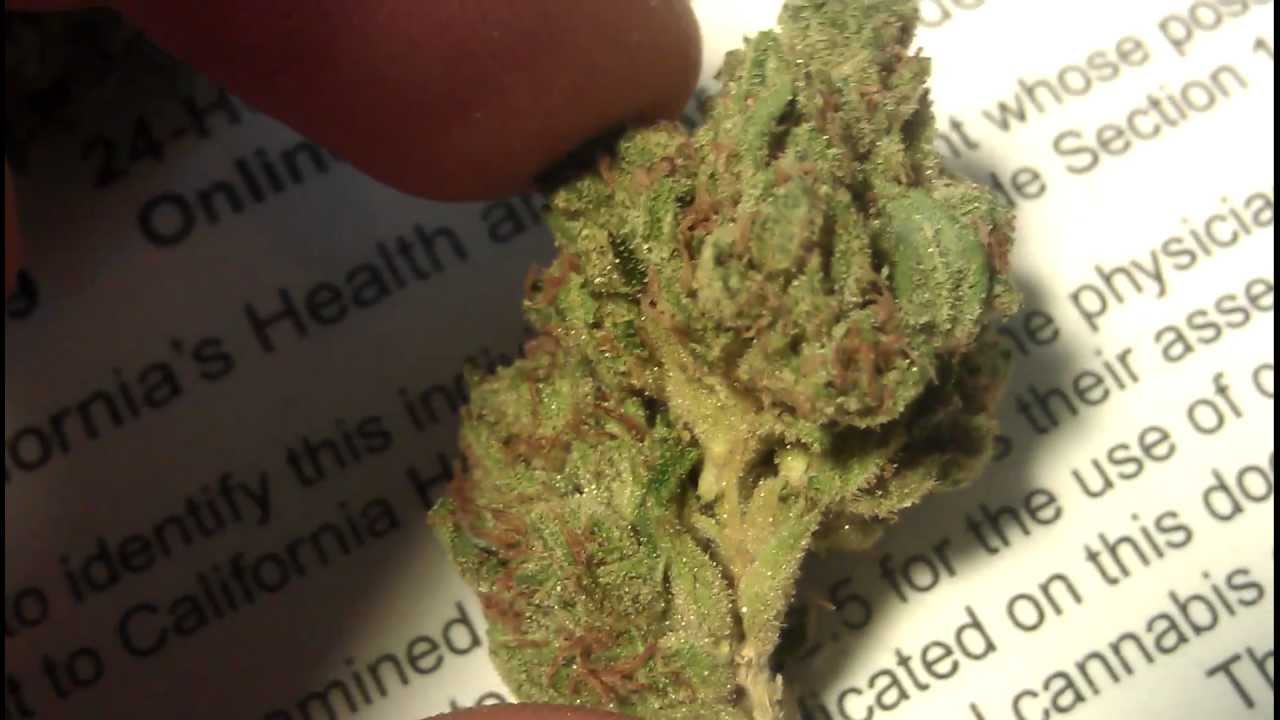 Marijuana Strain Review 5 "Zeus OG"