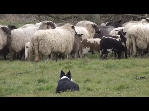 schapen drijven