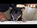 柴犬くま太　生後５ヶ月 苦手なお風呂　成長記録
