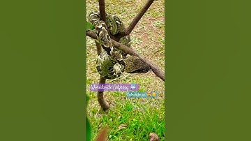 A rare green tree Python #python #nature #thrilling #animals #reptiles #snake #danger #rare #wow