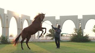 Ghantoot Racing Polo Club - Presentation