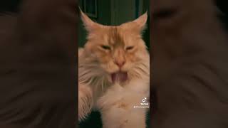 Too much floof 😸 #cats #catsoftiktok #mainecoon