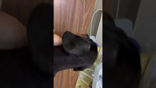 Первая поездка в клинику . Вакцинация #минитакса #chaki #puppy