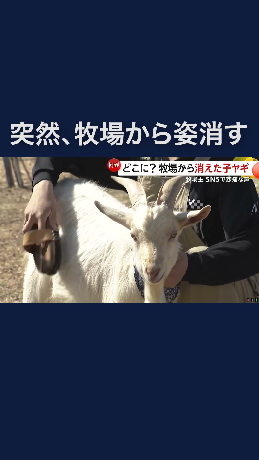 こやぎページ やぎ探しています」どこに？牧場から消えた子ヤギ#shorts - YouTube