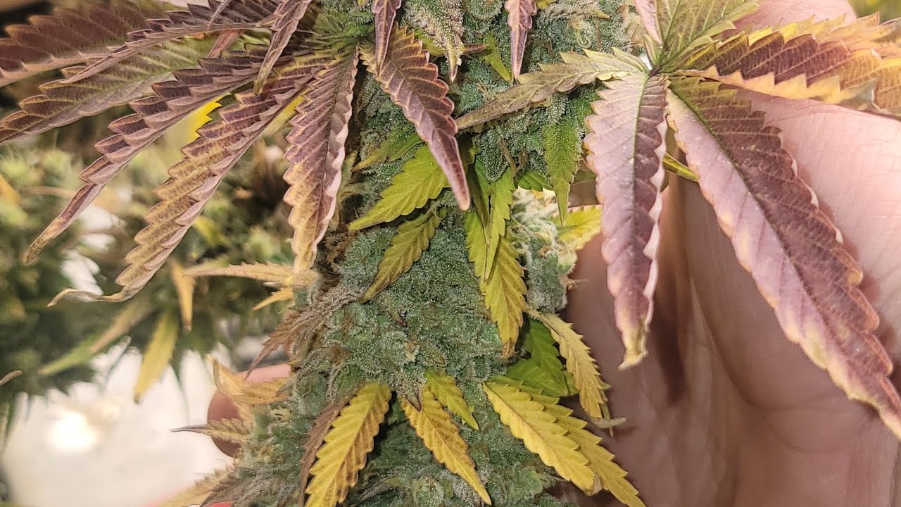 Veg update next run comin up 💪 @GeneralHydroponicsUS @mr.clones1