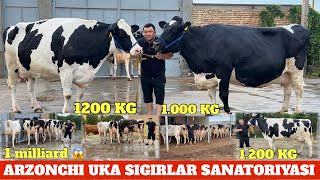 ARZONCHI UKA 1200 KG 65 LITR SUTGA VOYDOD GIGANT TONNALIK SIGIRLA SOTILADI NEMIS SIMENTAL