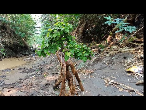 Video: Bonsai Konifer: Bagaimana Menanam Bonsai Mini Dari Elwoodi Cypress Dan Cedar Jepun, Sequoia, Cemara Dan Konifer Lain? Ciri-ciri Penjagaan Di Rumah? Bagaimana Melakukan Pemangkasan 