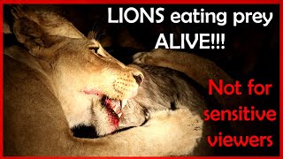 Lions eating prey alive (Graphic content\/baby wildebeest eaten Alive)🦁😱😳