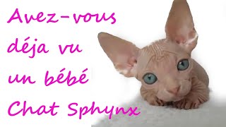 Chat Sphynx Bebe Youtube