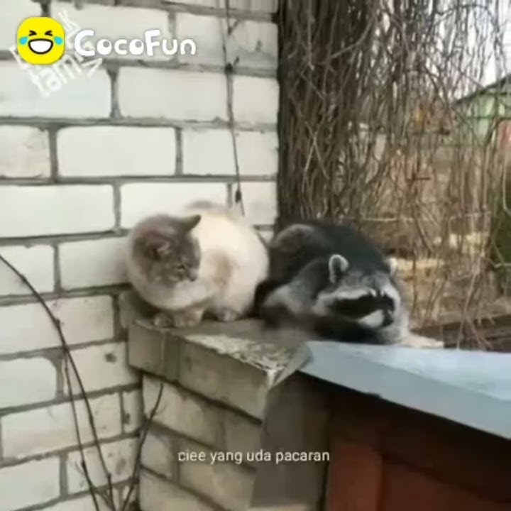 Ulok gram aceh..... Terbaru.......jangan lupa nonton keseruan nya