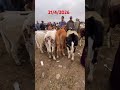 تسناو الفيديو بعد الضهر إن شاء من الخروف على قناتي يوتيوب حولي صردي دكالي