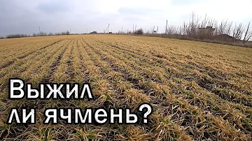 Как выглядит озимый ячмень после зимних морозов?