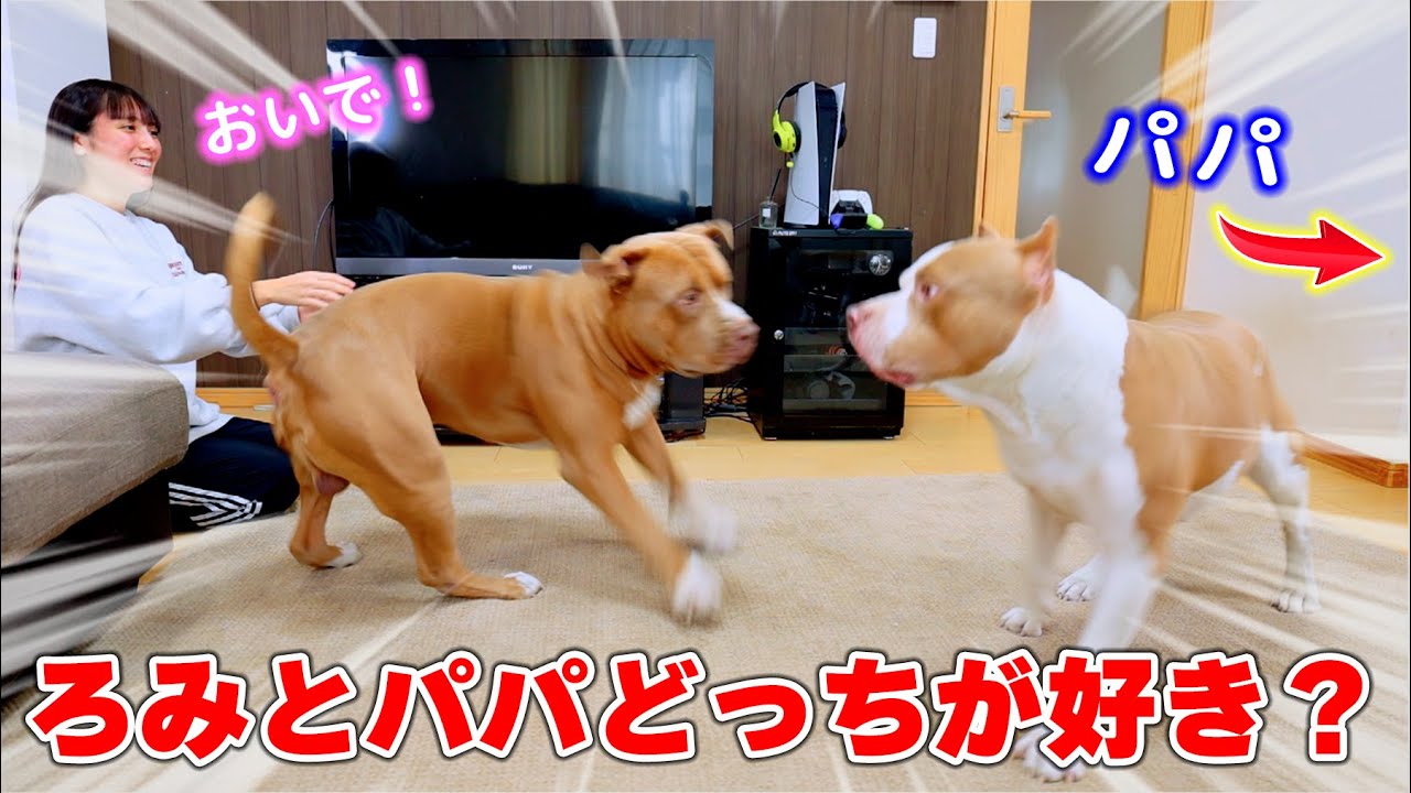 Who do Rocky and his friends like better, Romi or Papa? When I