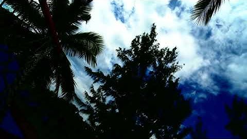 White clouds blue sky and palm trees - Free HD Video Clips 2 - Free HD Video Library