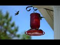 Hummingbirds Feeding