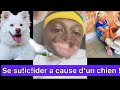 Mouton mouton  se suicider  cause de la perte dun chien