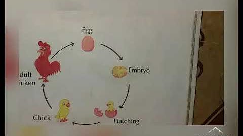 Dalauda Public School Class 4th science Chapter 3rd by Bindu Tiwari