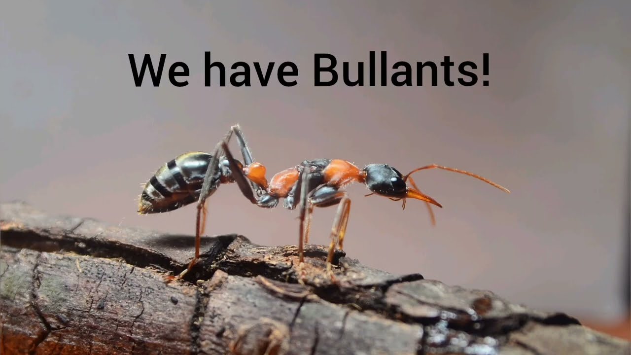 bullants