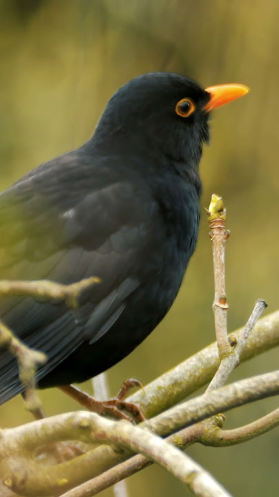 Blackbird Up Close Singing in Spring - Bird Sounds #shorts