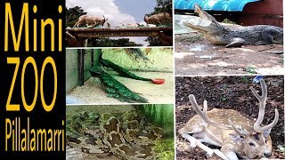 Many types of birds and animals in pillalamarri || mini zoo park || NEEL BIRDS