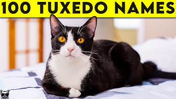 Tuxedo Cat Names - 100+ Names For Your Black and White Cat