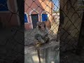 Funny monkey #funny #animals #fyp #pet #monkey #monkeys #monkeysoftiktok🐒 #gorillatok #funnyvideo