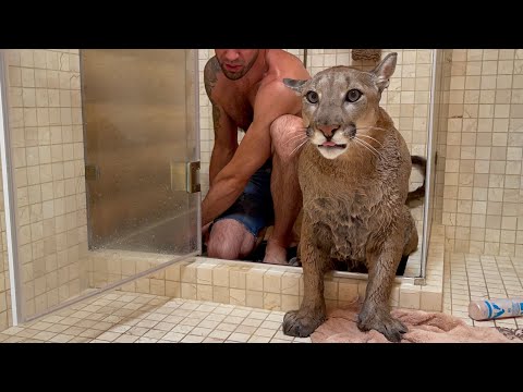 Пуму Месси наконец искупали! История об одном грязном недовольном коте.