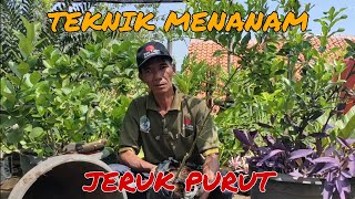 CARA MENANAM DAN MEMPERBANYAK JERUK PURUT !!!