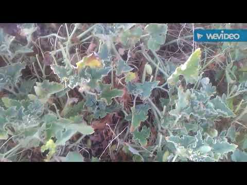 Video: Achocha Bitki Bilgileri - Bahçede Achocha Bitkileri Yetiştirme İpuçları