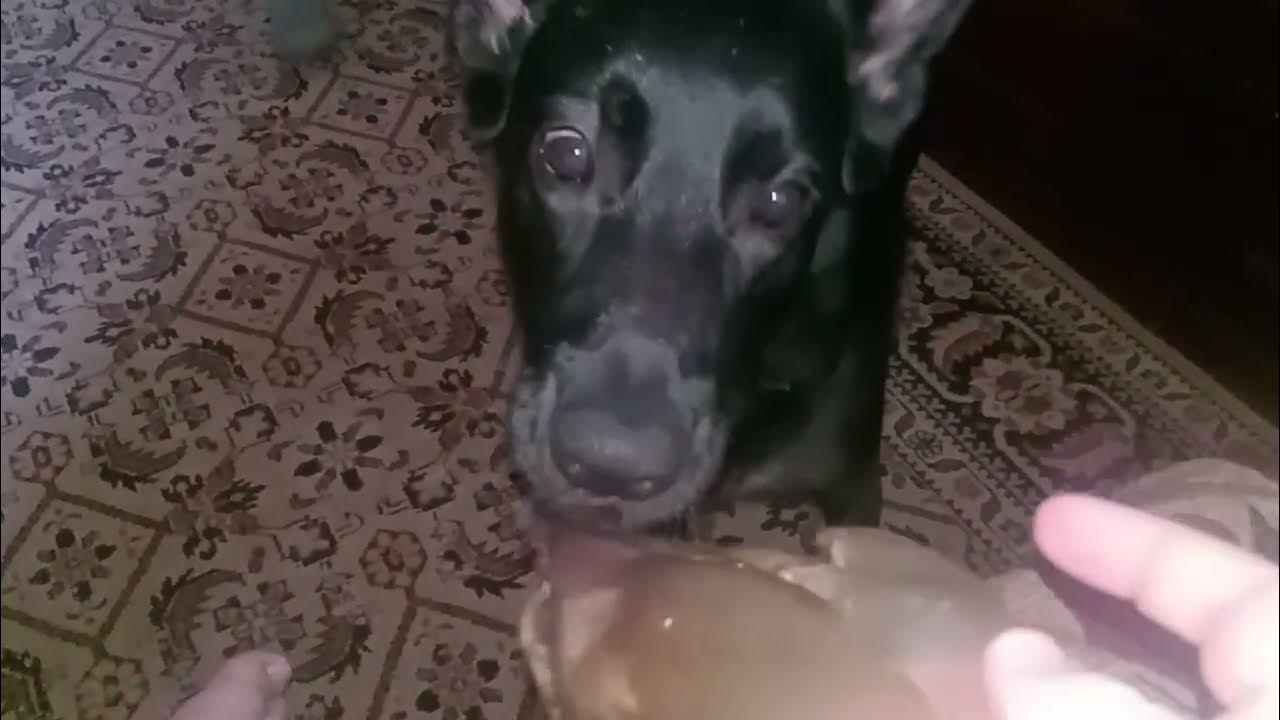 Говяжье ухо... что это такое и что с этим делать? ;-) - YouTube