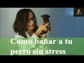 PERROS - La higiene del perro (baño, limpiar orejas y cortar uñas)