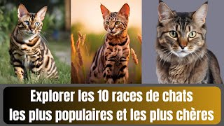 Explorer les 10 races de chats les plus populaires et les plus chères
