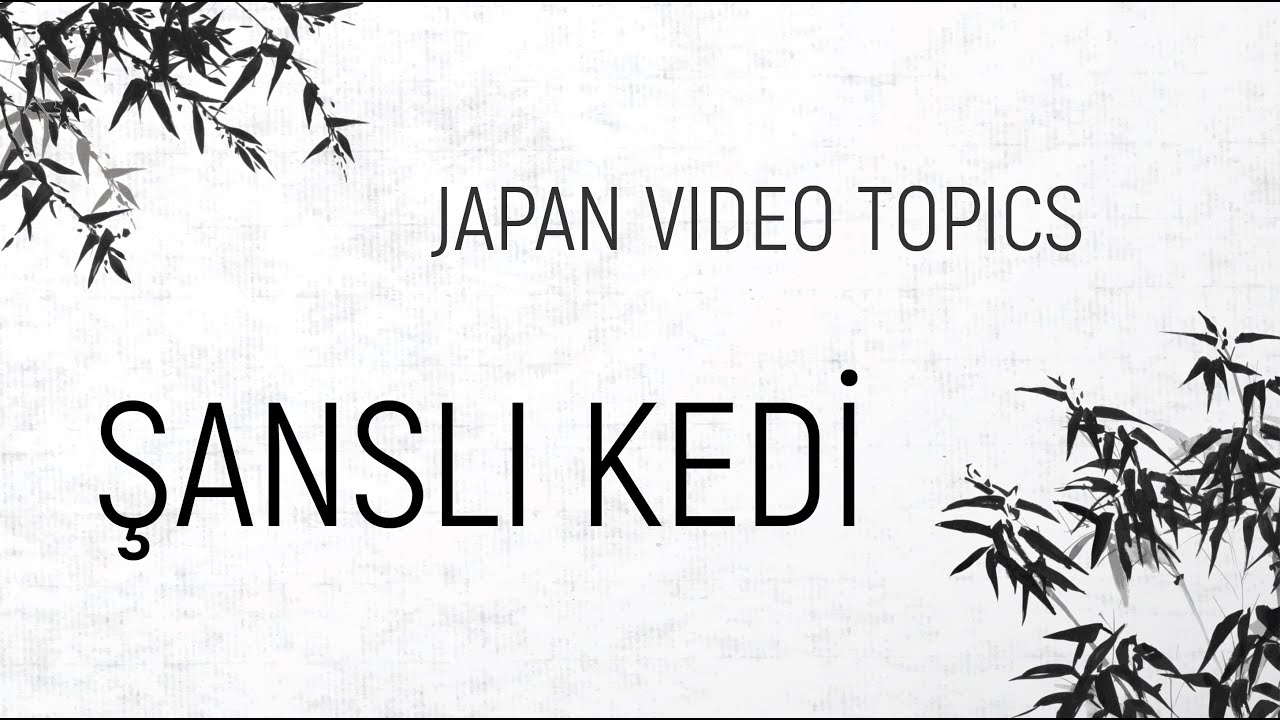 Şanslı Kedi YouTube