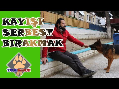 Video: Alman Alman Çoban Köpeği Sahiplerinin Anladığı 10 Şey