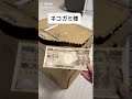 ネコガミ様に1万円をお賽銭してみた【#Shorts】
