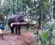 Powerfull Elephant lifting log with his  Elephante Trunk and Elephant Tusk