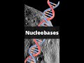 Nucleobases