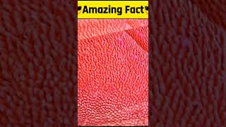 Amazing Fact of tongue | suraj maurya | #short