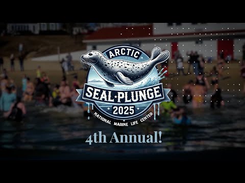 Artic Seal Plunge 2025