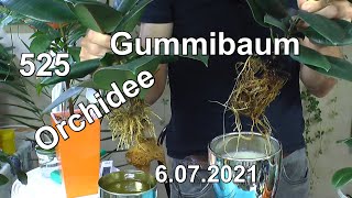 Gummibaum Wasserkultur, Orchideen in Orchidpon, Frauenschuh einpflanzen, Pistazie Pflegen