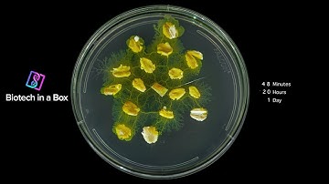 Biotech in a Box Slime Mold Timelapse